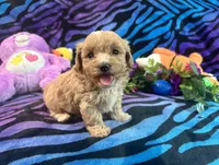 Mickey, a male Maltipoo for sale in High Springs, FL – 4 of 4