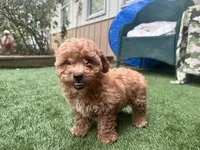 Clifford, a male Poodle - Toy  for sale in High Springs, FL – Photo 3 of 5