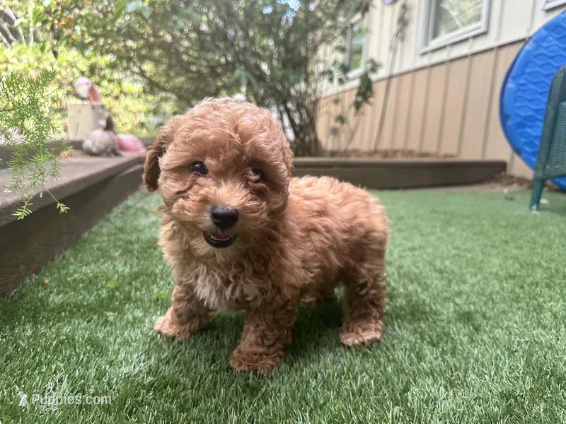 Clifford – Poodle - Toy  puppy for sale in High Springs, FL