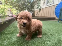 Clifford, a male Poodle - Toy  for sale in High Springs, FL – Photo 1 of 5