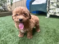 Clifford, a male Poodle - Toy  for sale in High Springs, FL – Photo 5 of 5