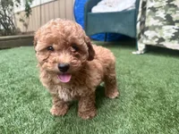 Clifford, a male Poodle - Toy  for sale in High Springs, FL – Photo 4 of 5