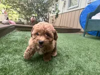 Clifford, a male Poodle - Toy  for sale in High Springs, FL – Photo 2 of 5