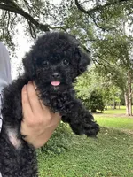 Romeo, a male Poodle - Toy  for sale in High Springs, FL – 2 of 5