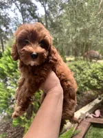 Chloe , a female Yorkipoo for sale in High Springs, FL – 7 of 7