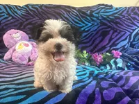 Bandit, a male Morkie for sale in High Springs, FL – 4 of 5
