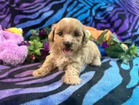 Mickey, a male Maltipoo for sale in High Springs, FL – 2 of 4