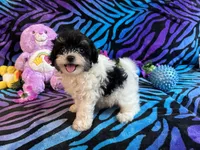 Bella, a female Maltipoo for sale in High Springs, FL – 2 of 5