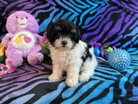 Bella, a female Maltipoo for sale in High Springs, FL – 5 of 5