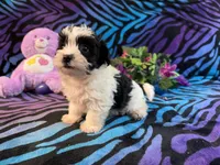 Bandit, a male Yorkipoo for sale in High Springs, FL – 6 of 6