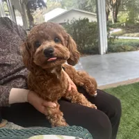 Winston, a male Yorkipoo for sale in High Springs, FL – Photo 1 of 4