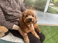 processed/bf515d0a-aa16-462b-8105-ab85ab87332e/listing/b1a7aac8-6b45-47bf-9403-42847e5f6d94/31a72158-7d87-42ab-b626-014ccc3a22a0