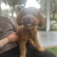 Winston, a male Yorkipoo for sale in High Springs, FL – Photo 3 of 4