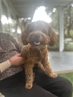 processed/bf515d0a-aa16-462b-8105-ab85ab87332e/listing/b1a7aac8-6b45-47bf-9403-42847e5f6d94/97ab7449-ea22-4b9d-a365-a147bf8aed06