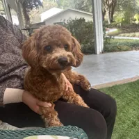 Winston, a male Yorkipoo for sale in High Springs, FL – Photo 2 of 4