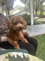 processed/bf515d0a-aa16-462b-8105-ab85ab87332e/listing/b1a7aac8-6b45-47bf-9403-42847e5f6d94/fcf68e09-3196-4b98-b683-0a34325e0184