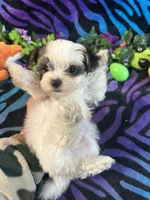 processed/bf515d0a-aa16-462b-8105-ab85ab87332e/listing/b2498ce1-fede-4e13-acd9-c02eccfd1f5b/62bbe712-3720-414c-8eea-ad18a3b35ed4