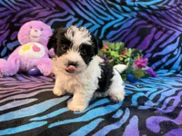 Bandit, a male Yorkipoo for sale in High Springs, FL – 4 of 6