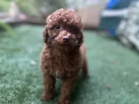 Maple, a female Poodle - Toy  for sale in High Springs, FL – 3 of 4