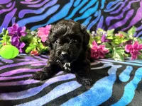 Ember, a female Yorkipoo for sale in High Springs, FL – Photo 2 of 4
