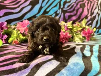 Ember, a female Yorkipoo for sale in High Springs, FL – Photo 4 of 4