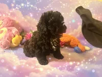 Ember, a female Yorkipoo for sale in High Springs, FL – Photo 3 of 5