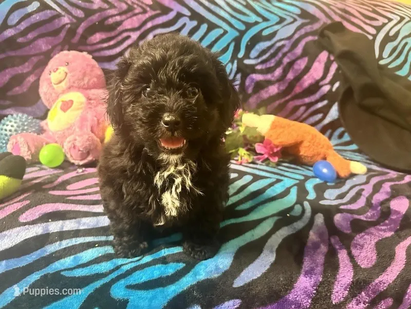 Ember – Yorkipoo puppy for sale in High Springs, FL
