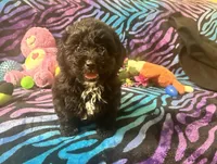 Ember, a female Yorkipoo for sale in High Springs, FL – Photo 1 of 5