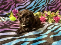 Ember, a female Yorkipoo for sale in High Springs, FL – Photo 3 of 4