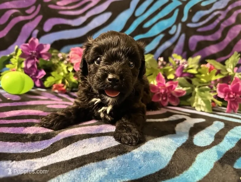 Ember – Yorkipoo puppy for sale in High Springs, FL