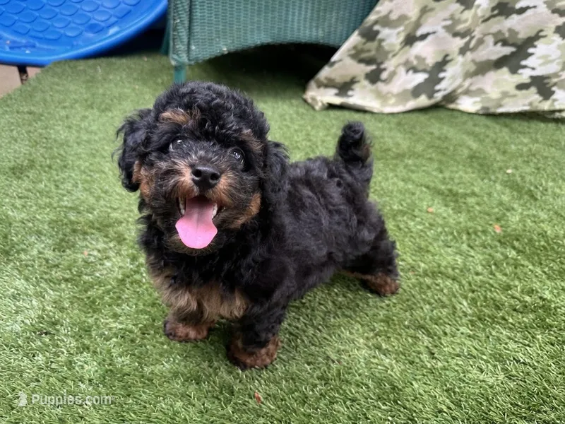 Rusty – Poodle - Toy  puppy for sale in High Springs, FL