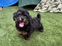 Rusty, a male Poodle - Toy  for sale in High Springs, FL – 1 of 4