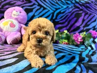 Zoe, a female Yorkipoo for sale in High Springs, FL – 2 of 4
