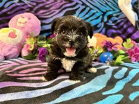 pepper, a male Yorkipoo for sale in High Springs, FL – 2 of 4