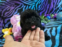 Benji, a male Maltipoo for sale in High Springs, FL – 4 of 5