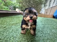 Maddie, a female Yorkshire Terrier for sale in High Springs, FL – 2 of 8