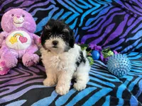 Bella, a female Maltipoo for sale in High Springs, FL – 4 of 5