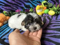 Pixie, a female Yorkshire Terrier for sale in High Springs, FL – Photo 3 of 3