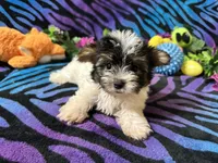 Pixie, a female Yorkshire Terrier for sale in High Springs, FL – Photo 1 of 3