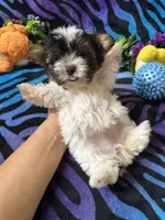 Pixie, a female Yorkshire Terrier for sale in High Springs, FL – Photo 2 of 3