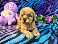 Zoe, a female Yorkipoo for sale in High Springs, FL – 3 of 4