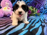 Bandit, a male Yorkipoo for sale in High Springs, FL – 3 of 6