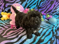 Benji, a male Maltipoo for sale in High Springs, FL – 3 of 5
