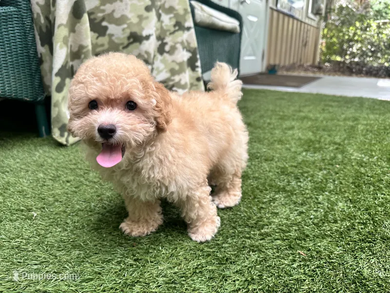 Sunny – Poodle - Toy  puppy for sale in High Springs, FL