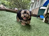 Bear, a male Morkie for sale in High Springs, FL – 4 of 5