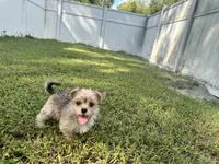 Minni, a female Morkie for sale in High Springs, FL – 4 of 6