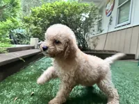 Cooper, a male Poodle - Toy  for sale in High Springs, FL – 4 of 6