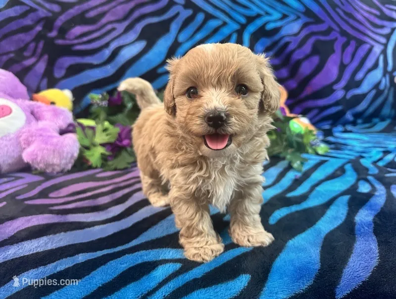 Mickey – Maltipoo puppy for sale in High Springs, FL