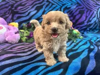Mickey, a male Maltipoo for sale in High Springs, FL – 1 of 4