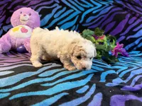 Annie, a female Maltipoo for sale in High Springs, FL – 5 of 6